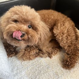 Teddy - Red male Cavapoo puppy in Glendale, Arizona from Dashing Dogs