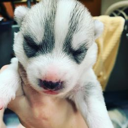 Siberian Husky Puppies from Sassenach Siberians