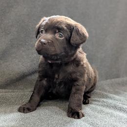 Maple - Chocolate female Labrador Retriever puppy in Lithonia, Georgia from Marmolejos Labs