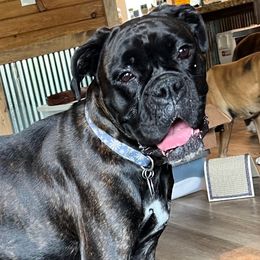 Remington - Boxer