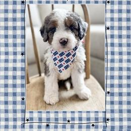 Brave - Blue merle male Bernedoodle puppy in Central, Arizona from Cotton Lane Puppies