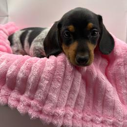 Freya - Piebald female Dachshund puppy in Mountain Home, Arkansas from Furry Friends Kennel