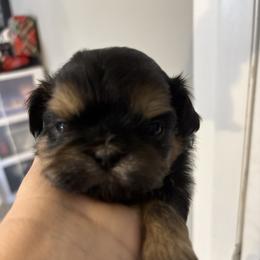 Pink collar - Black and tan female Shih Tzu puppy in Ethel, Mississippi from The Dog House LLC
