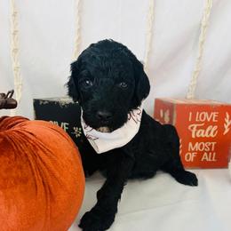Forest - Black male Goldendoodle puppy in Cedartown, Georgia from Loyal Doodles