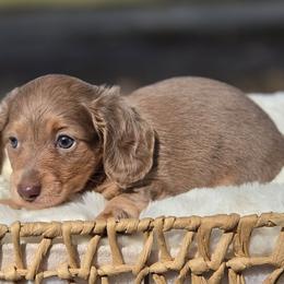 Ethan - Fawn (isabella) and tan male Dachshund puppy in Mcminnville, Tennessee from Red Barn Farms Minis