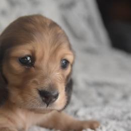 Dachshund puppies from Happy Little Doxies