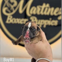 Boy1 - Fawn male Boxer puppy in Orlando, Florida from Martinez AKC Boxers of Central Florida