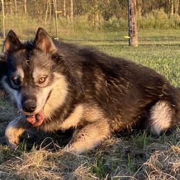 Siberian Huskies from Geaux Fluffy
