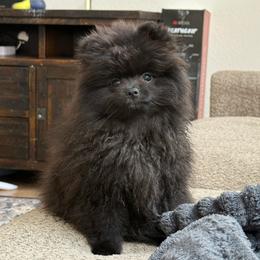 Blackjack AKC Male - Black male Pomeranian puppy in Las Vegas, Nevada from POM SOCIETY