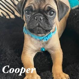 Cooper - Fawn male Pug puppy in Hesperia, California from Amatskennel - Stubby Tails Ranch