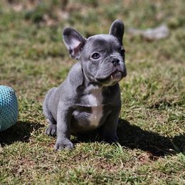 Lila 2800 AKC - Blue French Bulldog puppy in Burkburnett, Texas from BF Frenchie's