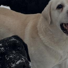 Labrador Retrievers from Tiger Rose Labradors