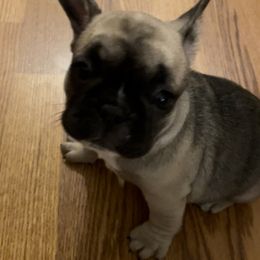 French Bulldog Puppies from Bella’s Babies