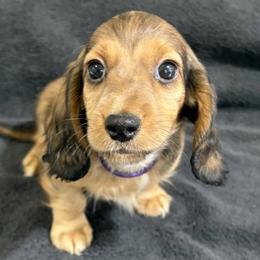 Blake - Cream male Dachshund puppy in Little Rock, Arkansas from Divine Doxies