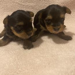 Yorkshire Terrier Puppies from Southern Sweetheart Kennels