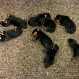 Female 5 - Black and rust female Rottweiler puppy in Aspers, Pennsylvania from Vom Uberlegenen Rottweilers