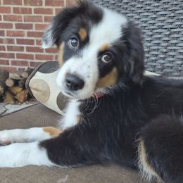 Jack Zion Kerouac - Black tri male Miniature Australian Shepherd puppy in Pittsburg, California from Delta Minis