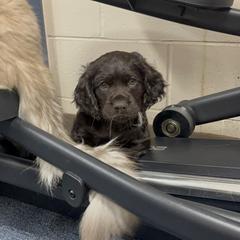 Boykin Spaniel Puppies from White Acres