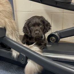 Boykin Spaniel Puppies from White Acres