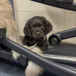 Boykin Spaniel Puppies from White Acres