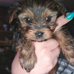 Girl - Black and tan female Yorkshire Terrier puppy in Thornville, Ohio from My precious yorkies