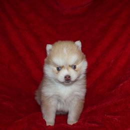 Max - Red and white male Pomsky puppy in Stockton, Utah from Mischa Nelson
