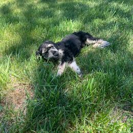 Haven - Phantom female Poodle puppy in Vaughn, Montana from 406 Poodles
