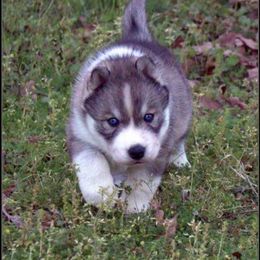 Siberian Husky Puppies from Collusion Siberian’s