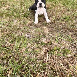 Boston Terrier and French Bulldog Puppies from 3B Kennels-Beth’s Best Boston’s