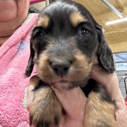 Baby girl - Black and tan female Dachshund puppy in Franklinton, North Carolina from Wildwynn Dachshunds