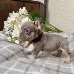 Luna (black collar) - Tricolors female French Bulldog puppy in Colorado Springs, Colorado from Sun Mountain Frenchies