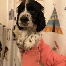 Yukon - Black and white male English Springer Spaniel puppy in Huntingdon, Pennsylvania from Indian Creek Springers and Doxies