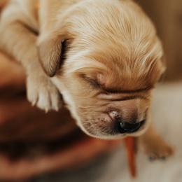 Boy 4 - male Golden Retriever puppy in Stockton, California from Golden Weenie Club