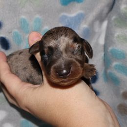 Dachshund Puppies from Dachshund Delight