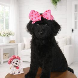 Dolce Gabbana - Black female Bernedoodle puppy in Ohio from Moore Doodles
