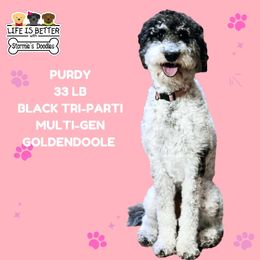 Purdy - Goldendoodle
