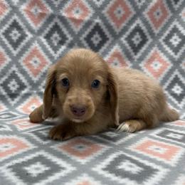 BOY 1 - Cream male Dachshund puppy in Hoover, Alabama from Tide Town Doxies