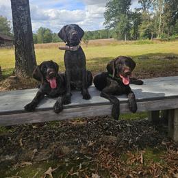German Wirehaired Pointer Puppies from Vom Fleetwood