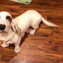 Peach - Basset Hound