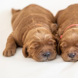 Goldendoodle Puppies from Abner Creek Doodles