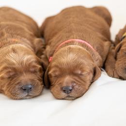 Goldendoodle Puppies from Abner Creek Doodles