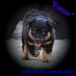 Miniature Australian Shepherd Puppies from Mutton Creek Aussies