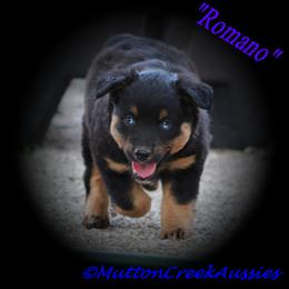 Miniature Australian Shepherd Puppies from Mutton Creek Aussies