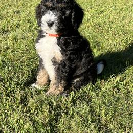 Bernedoodle Puppies from Vidadoodle