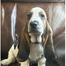 Girl 2 - Black brown and white Basset Hound puppy in Columbia, South Carolina from Pawmetto Hounds