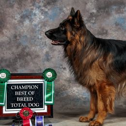 Eros - German Shepherd