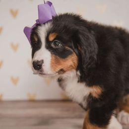 Bernese Mountain Dog and Golden Retriever Puppies from J & J Meadows