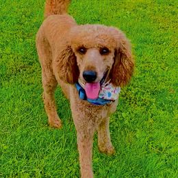 Bentley - Poodle