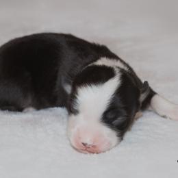 Miniature Australian Shepherd Puppies from Bellewynd Acres