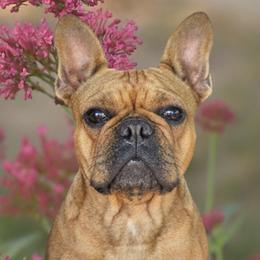 Juno - French Bulldog